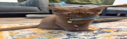 British Shorthair cats for sale: Beautiful Chocolate British Shorthair Kitten – Boy - Advert 2