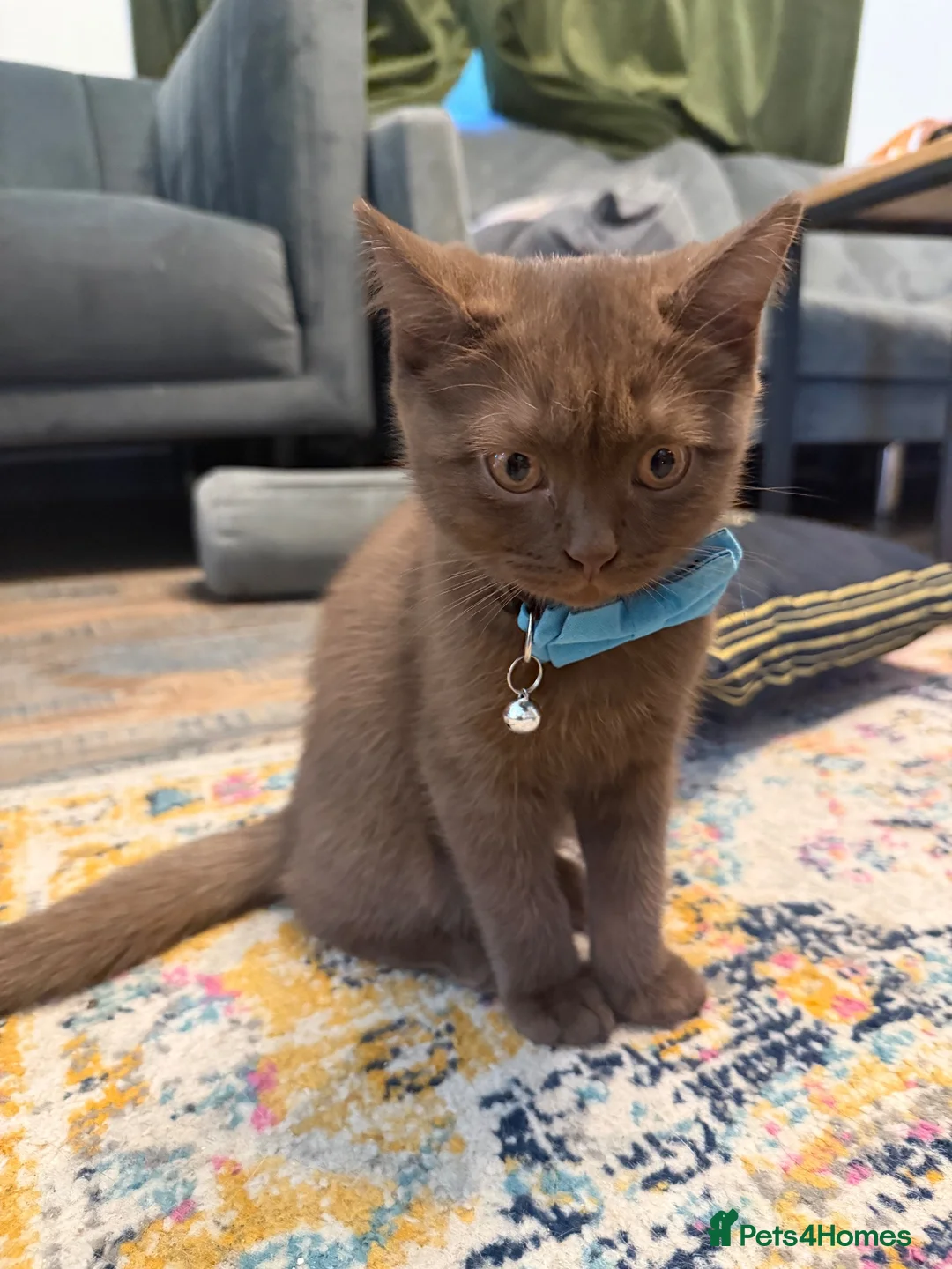 British Shorthair cats for sale: Beautiful Chocolate British Shorthair Kitten – Boy - Advert 2