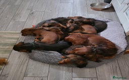 Dachshund dogs for sale: Red long-haired standard dachshund puppies - Image 21