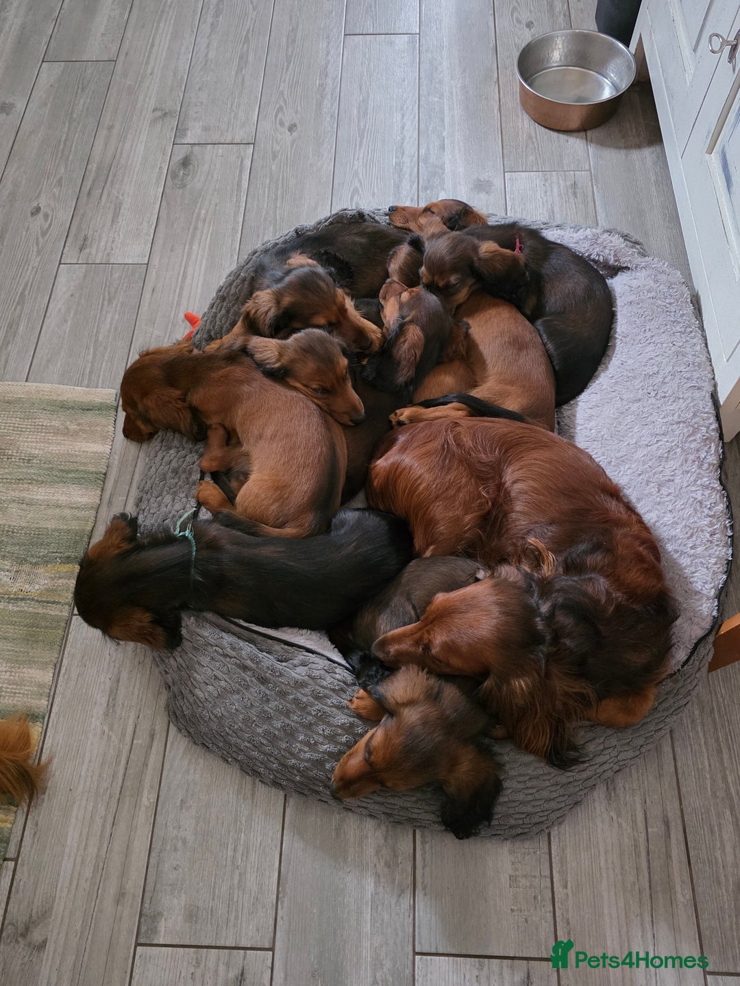 Dachshund dogs for sale: Red long-haired standard dachshund puppies - Image 21