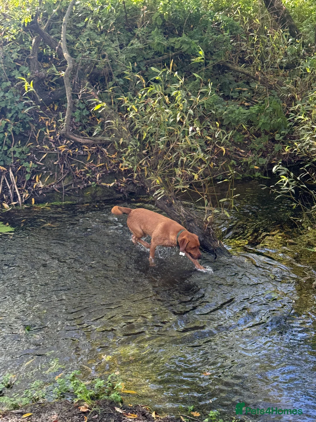 Labrador Retriever dogs for sale: Ted - Fox Labrador - Advert 2
