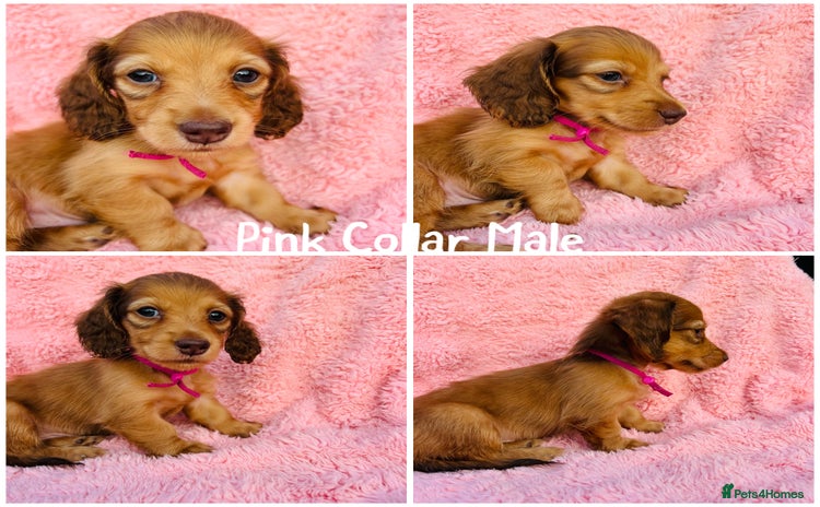 Miniature Dachshund dogs long haired shaded red Miniature dachshunds  - Advert 1