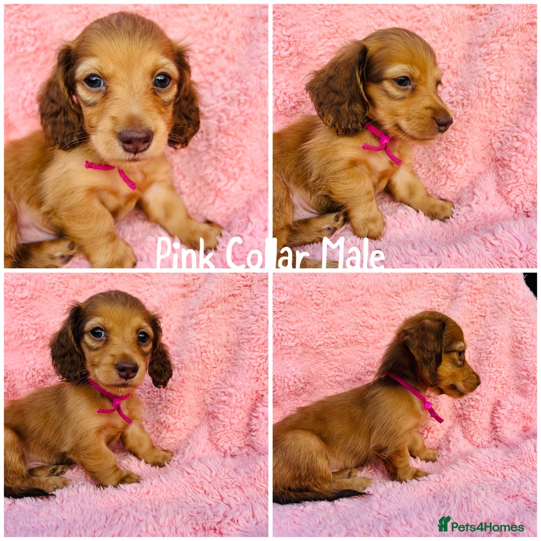 Miniature Dachshund dogs for sale: long haired shaded Miniature dachshunds  - Advert 1