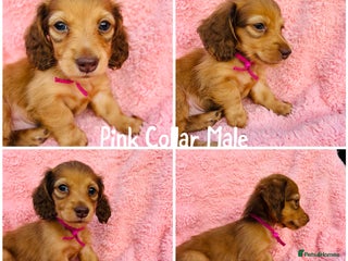 Miniature Dachshund dogs long haired shaded red Miniature dachshunds - Advert 1