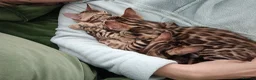 Bengal cats for sale: Cuddly and beautiful pedigree bengal kittens - Advert 7