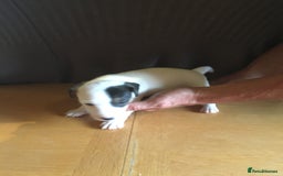 Parson Russell dogs for sale: 1st Amazing Litter - Image 10