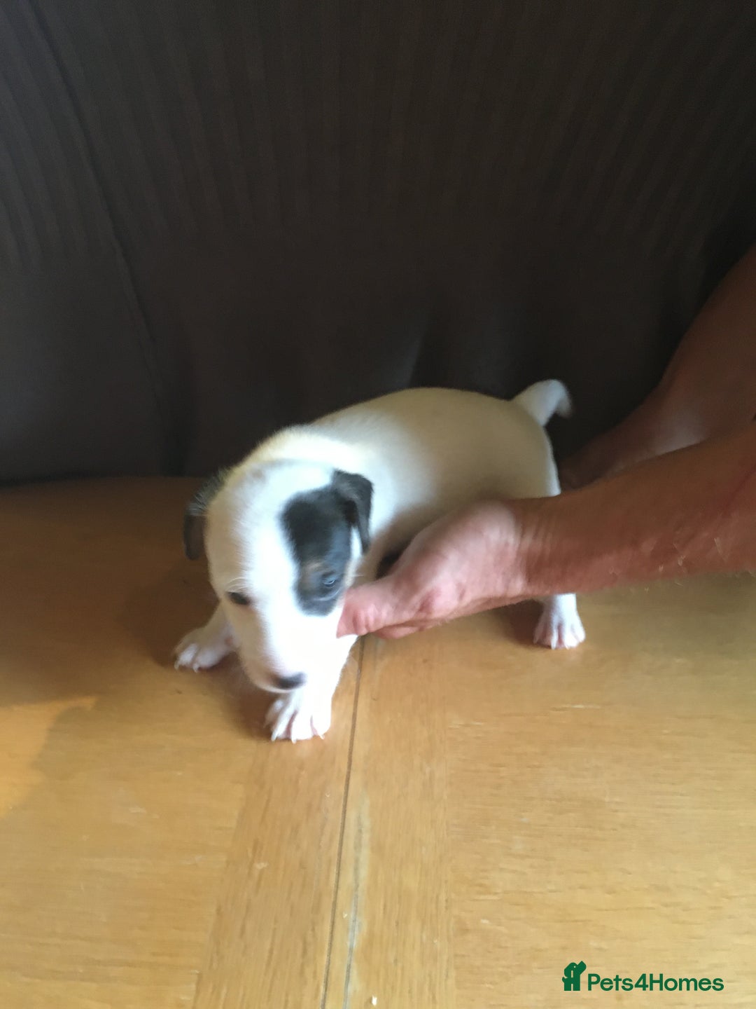 Parson Russell dogs for sale: 1st Amazing Litter - Image 10