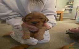 Cockapoo dogs for sale: Cockapoo pups for sale  - Image 8