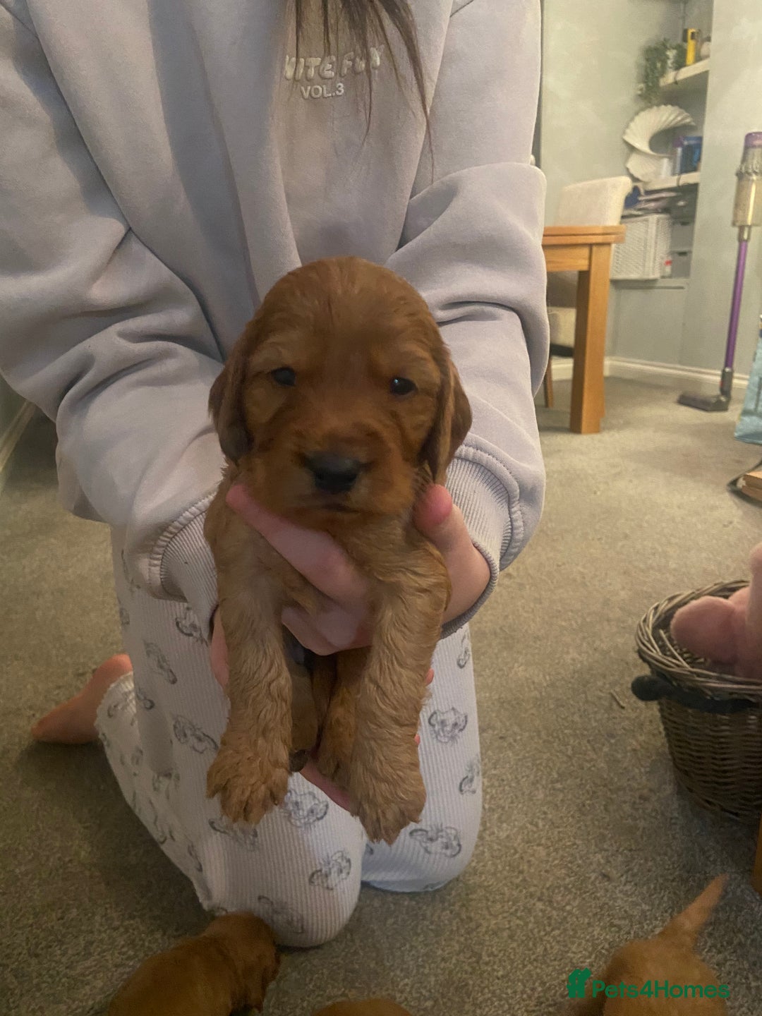 Cockapoo dogs for sale: Cockapoo pups for sale  - Image 8