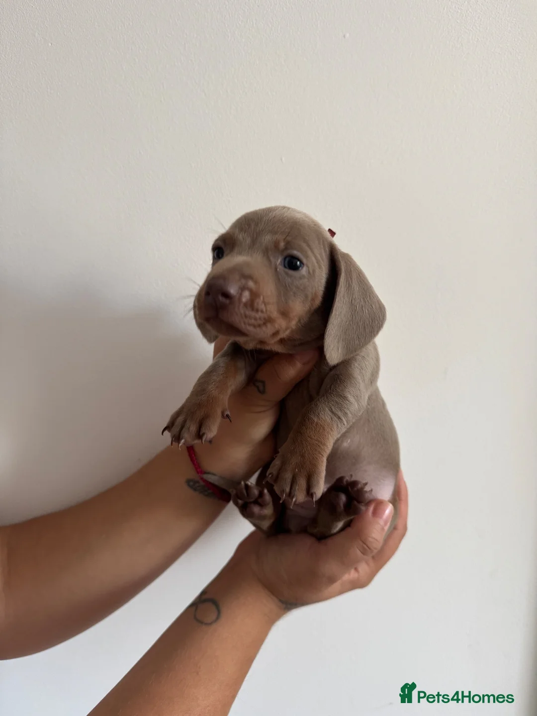 Miniature Dachshund dogs for sale: Amazing Pure Miniature Dachshund for sale!   - Advert 2