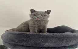 British Shorthair cats for sale: Chunky British Shorthair Kittens in Braintree - Image 2