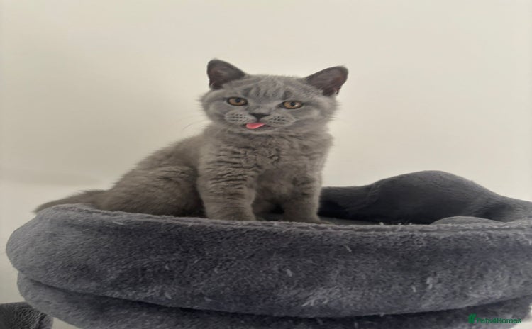 British Shorthair cats in Braintree - Advert 2