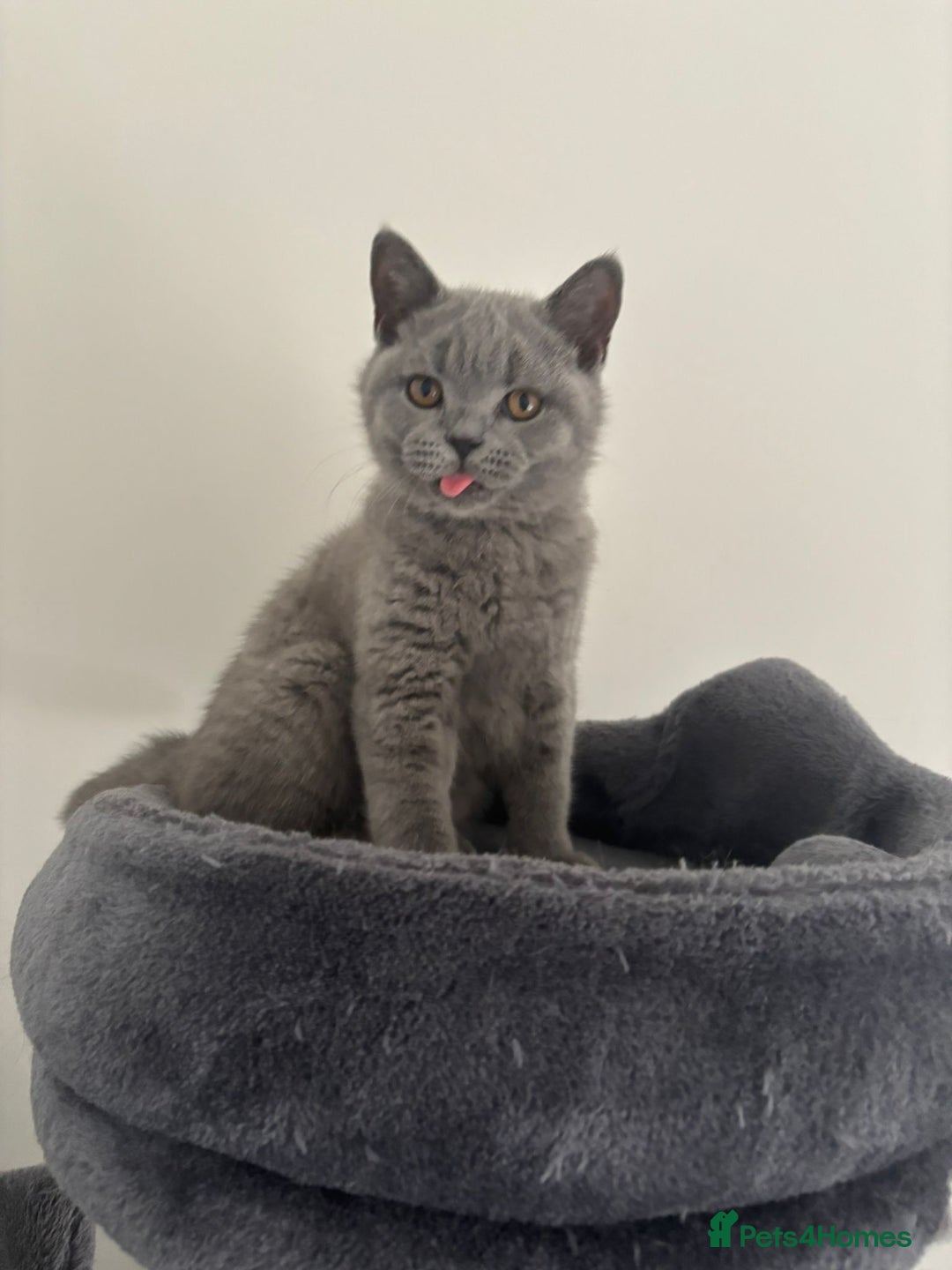 British Shorthair cats for sale: Chunky British Shorthair Kittens in Braintree - Image 2