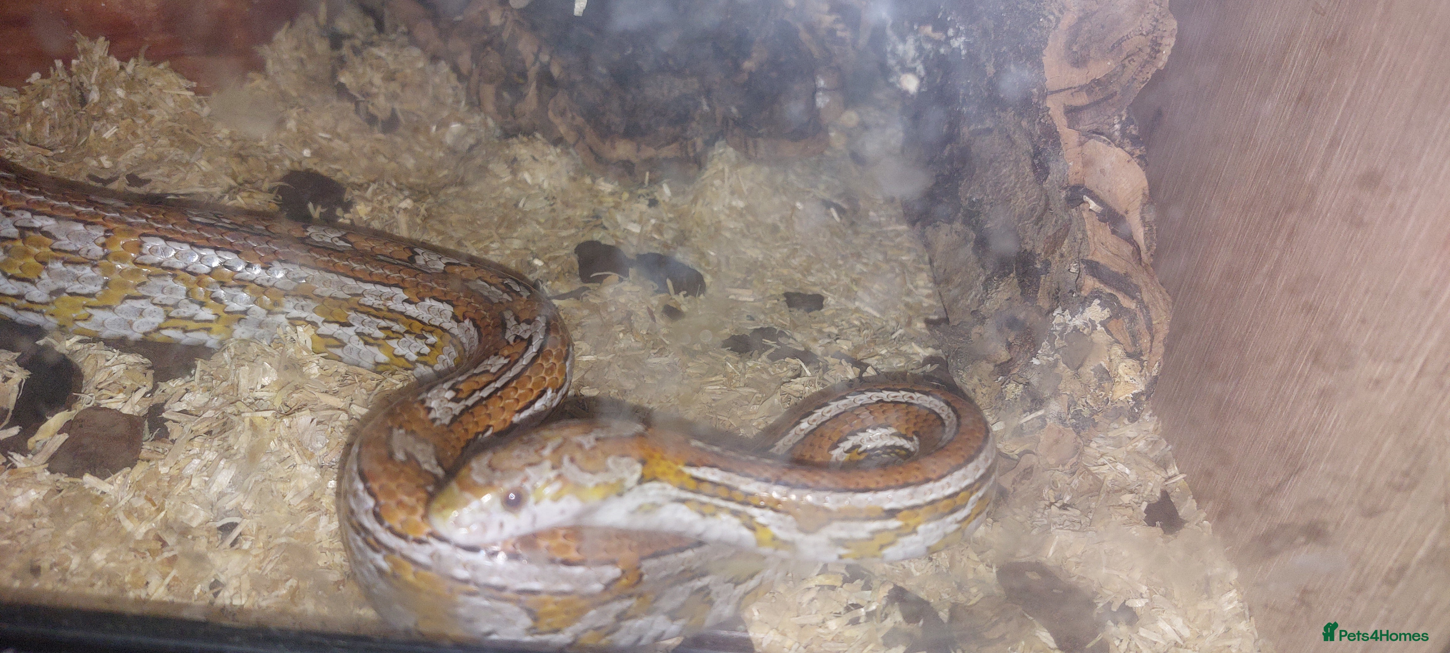 Corn Snake reptiles 5 year old Cornsnake with full settup - Advert 2