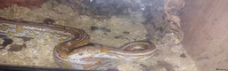 Corn Snake reptiles for sale: 5 year old Cornsnake with full settup - Advert 1