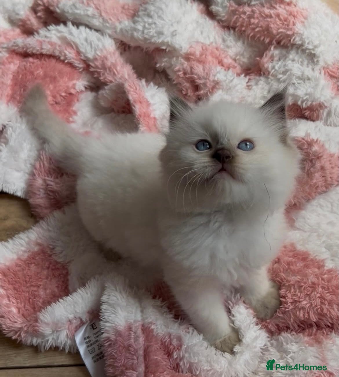Ragdoll cats 🤎Exceptional Rare Chocolate Point Ragdoll Boy 🤎 - Advert 10