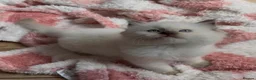 Ragdoll cats for sale: 🤎Exceptional Rare Chocolate Point Ragdoll Boy 🤎 - Advert 2