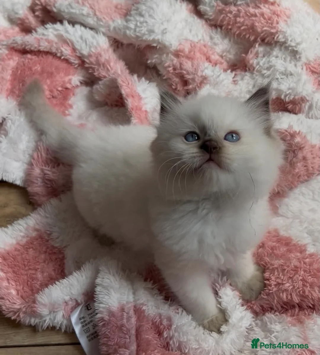 Ragdoll cats for sale: 🤎Exceptional Rare Chocolate Point Ragdoll Boy 🤎 - Advert 2