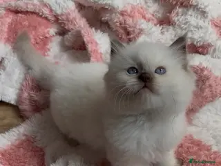 Ragdoll cats 🤎Exceptional Rare Chocolate Point Ragdoll Boy 🤎 - Advert 12