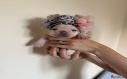 French Bulldog dogs for sale: Stunning platinum and lilac fawn boys and girls - Image 14