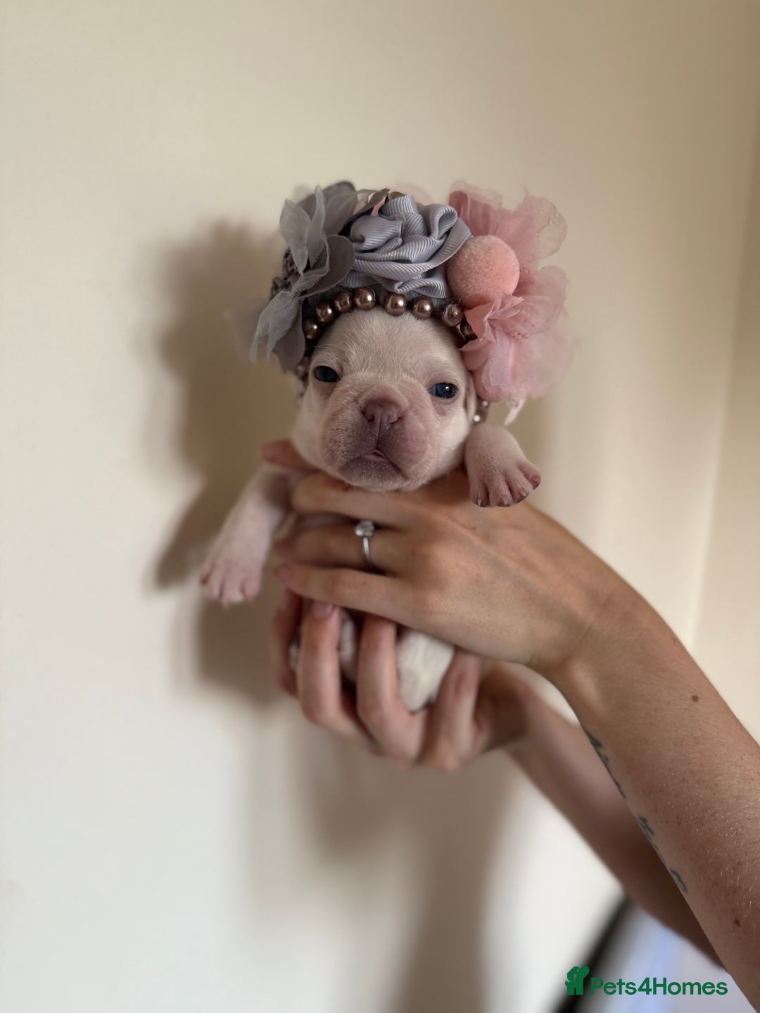 French Bulldog dogs for sale: Stunning platinum and lilac fawn boys and girls - Image 14
