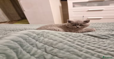 British Shorthair cats Blue & Black BSH Kittens Healthy GCCF Pedigree - Advert 13