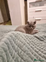 British Shorthair cats Blue & Black BSH Kittens Healthy GCCF Pedigree - Advert 7