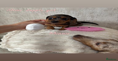 Miniature Dachshund dogs - Advert 11