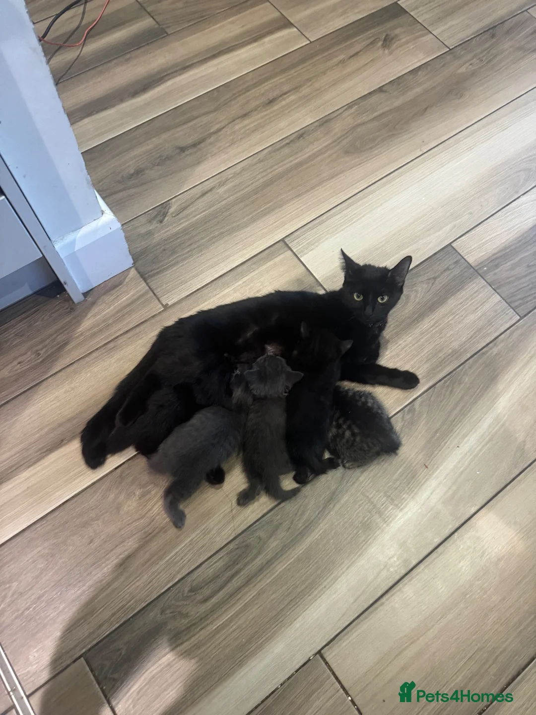 Mixed Breed cats for sale: Kittens for sale  - Advert 1