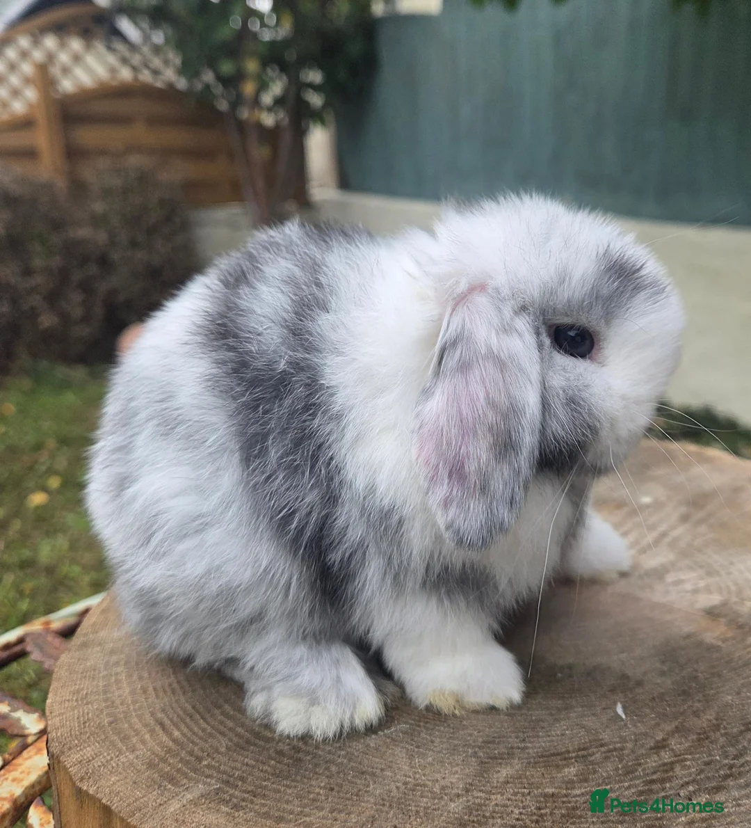 Mini Lop rabbits for sale: Mini lop magpie boy ready now  - Advert 2