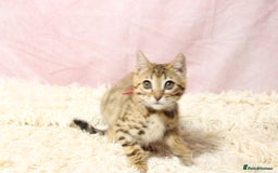 Bengal cats for sale: 🔥Stunning Bengal Kittens Available🔥 - Image 15