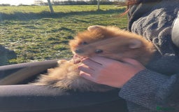 Pomeranian dogs for sale: CHAMPION KENNEL CLUB Pomeranian puppy orange black - Image 12