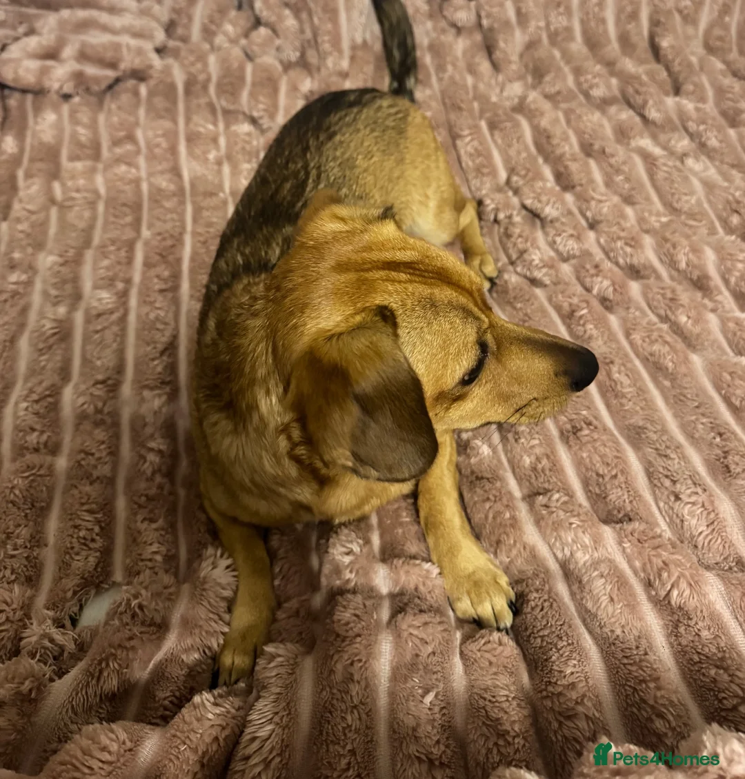 Dachshund dogs for sale: Dachshund  - Advert 2