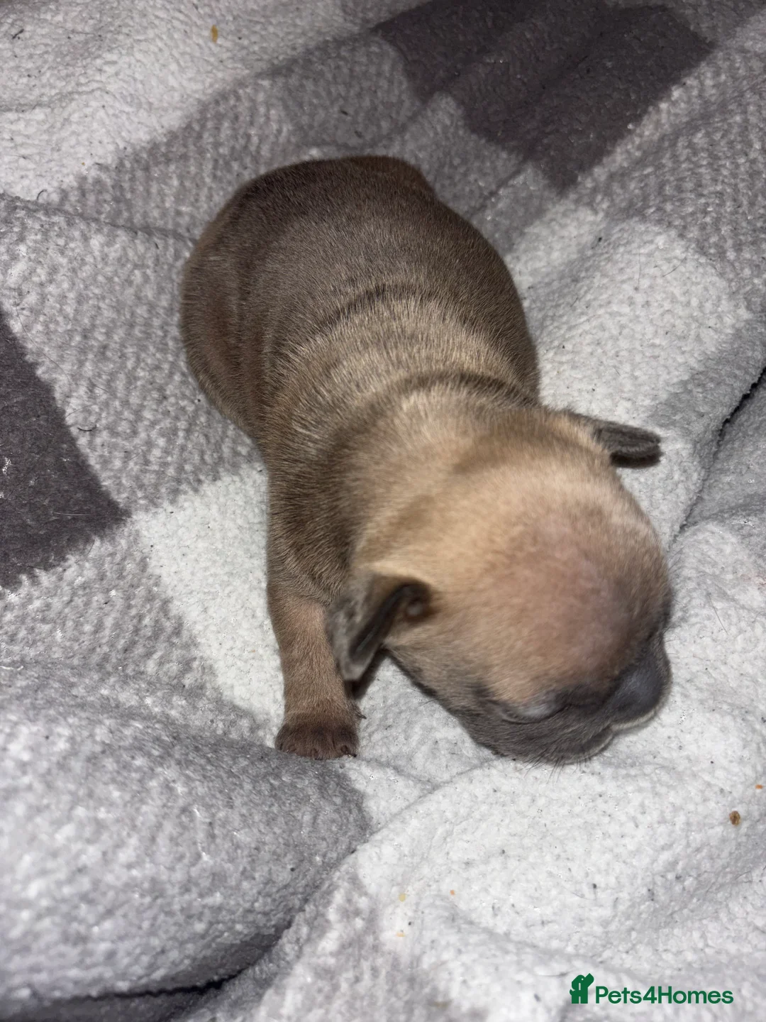 French Bulldog dogs for sale: French bulldog puppies  - Advert 23