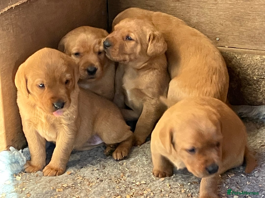 Labrador Retriever dogs for sale: STUNNING LITTER OF DARK FOX RED LABRADOR PUPPIES - Image 4