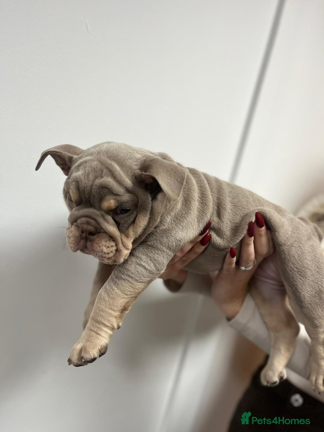 English Bulldog dogs for sale: 6 TOP QUALITY ENGLISH BULLDOG PUPPIES  - Advert 19