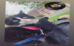 Mixed Breed cats for sale: Black and white kitten - Image 2