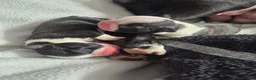 Boston Terrier dogs for sale: X2 Stunning Male Boston Terrier Puppies  in Newcastle upon Tyne - Advert 34