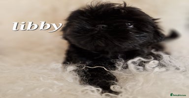 Shih Tzu dogs - Advert 9