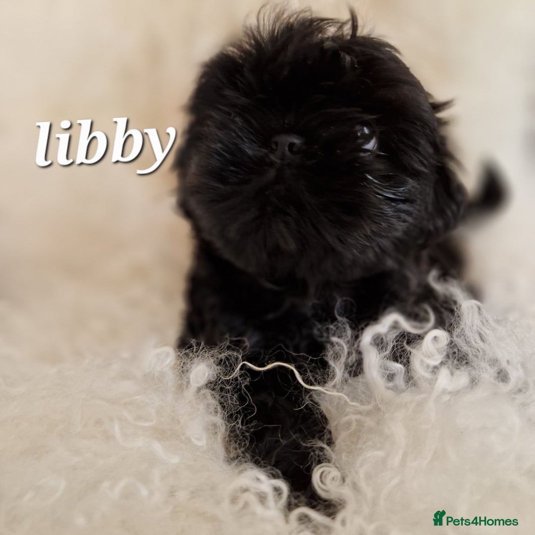 Shih Tzu dogs for sale: 4 Adorable Shih Tzu pups  - Image 4
