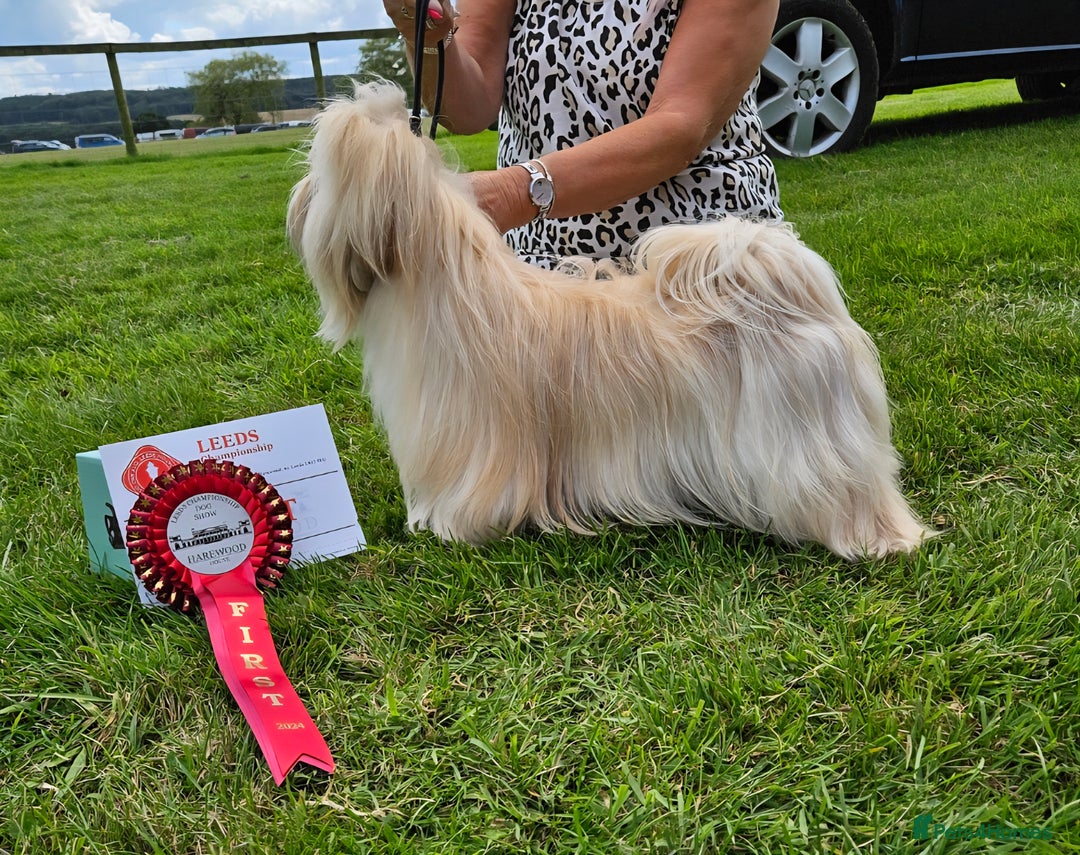 Lhasa Apso dogs for sale: 2 Male Lhasa Apso Pups Parents Clear PRA4 - Image 4