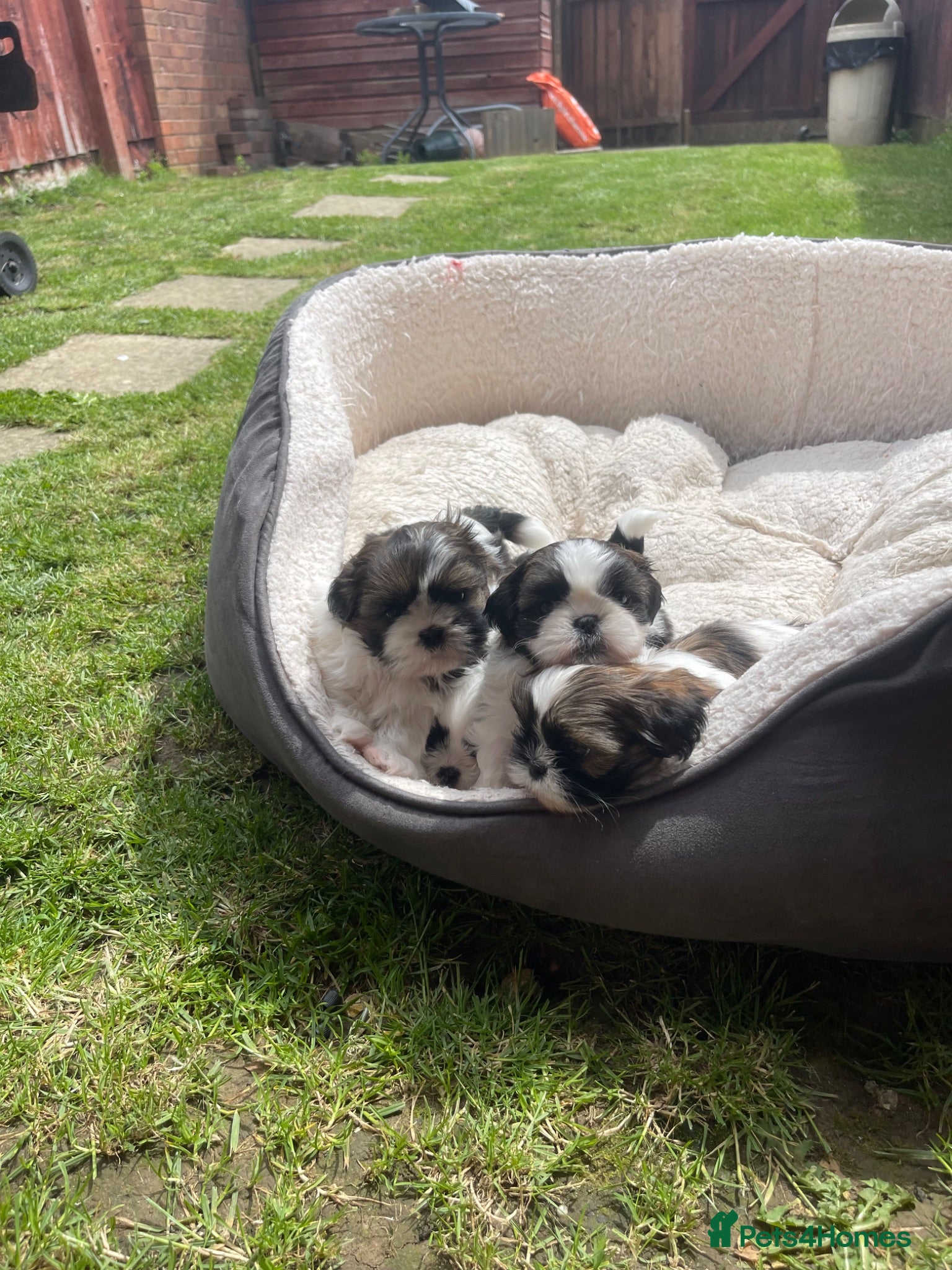 Shih Tzu dogs Shihtzu puppies for sale  - Advert 2