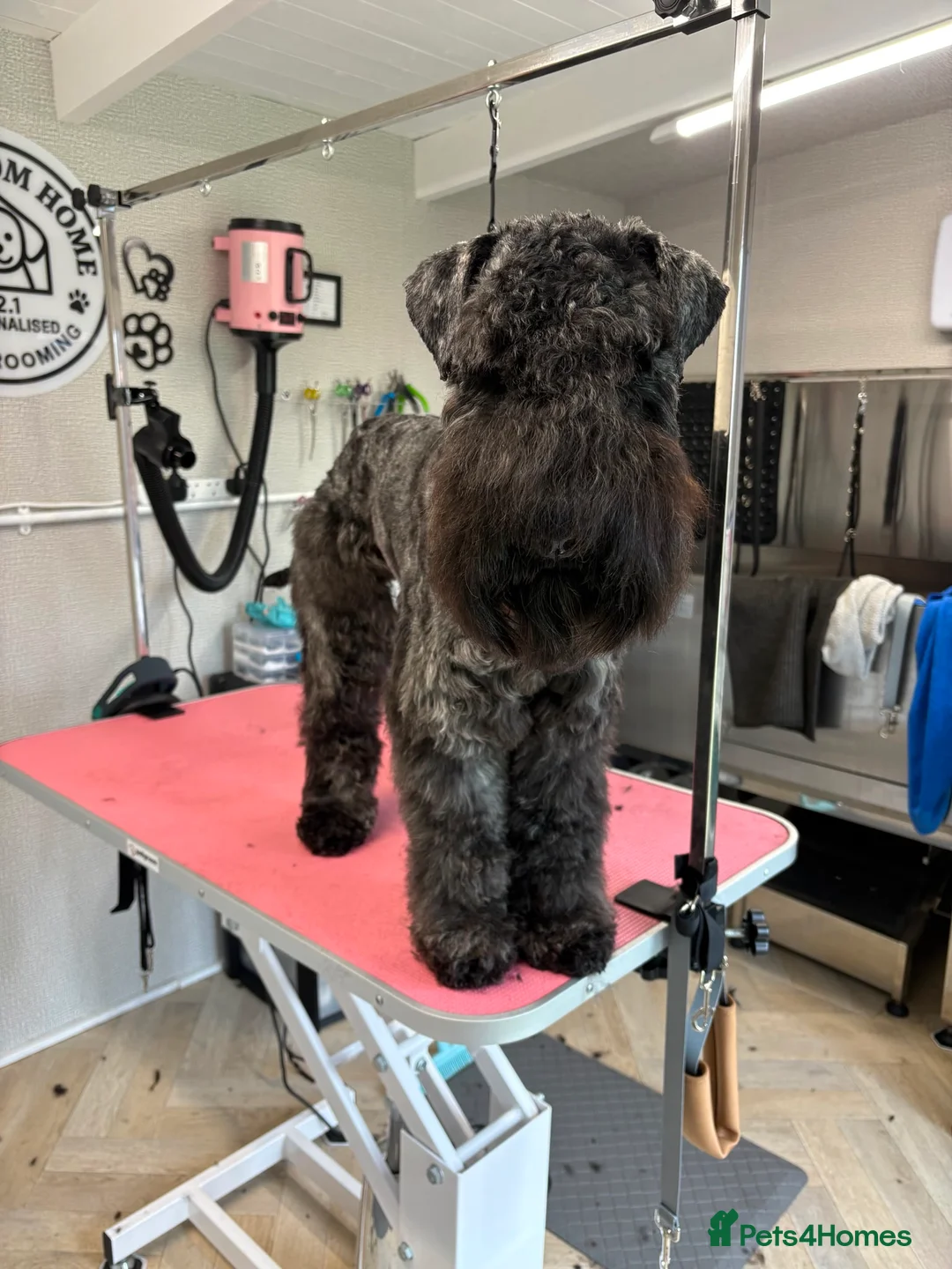 Kerry Blue Terrier dogs for sale: Blue kerry Mbuemo in Nottingham - Advert 1