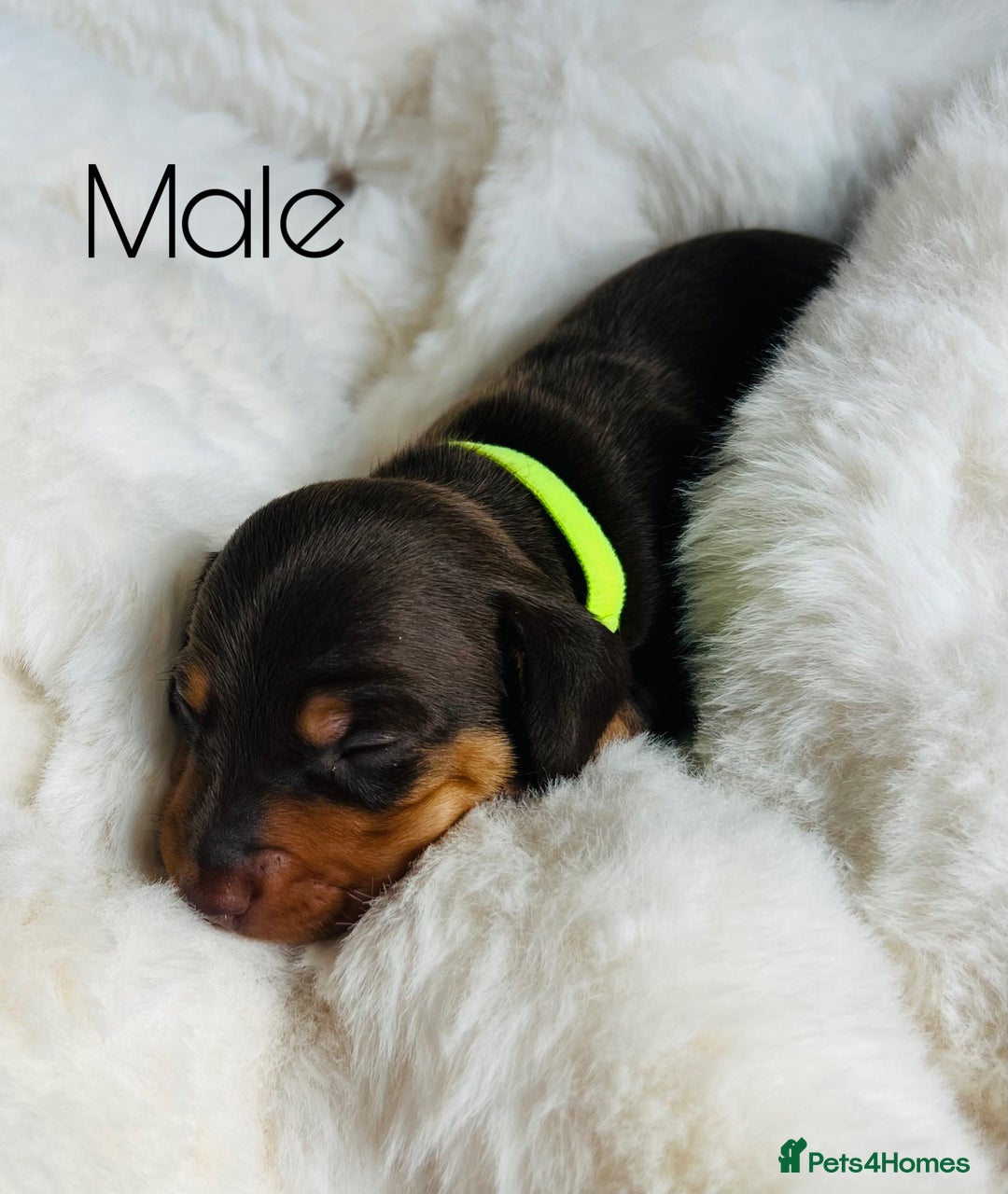 Miniature Dachshund dogs for sale: KC Miniature Dachshunds - Image 11
