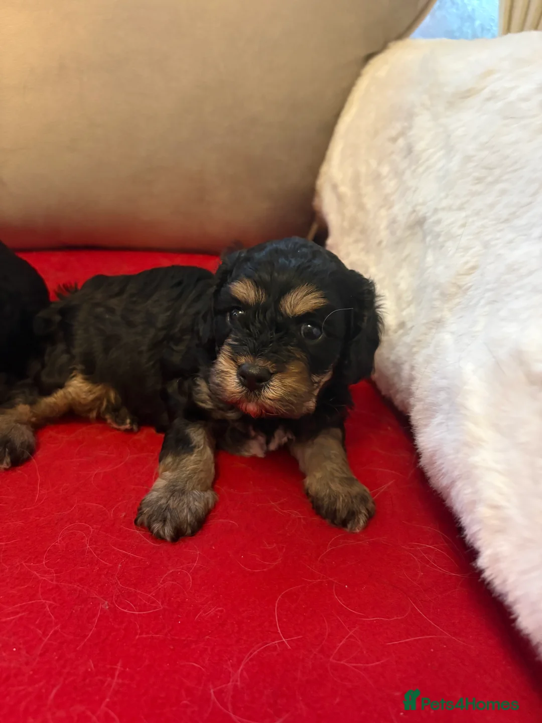 Cavapoo dogs for sale: 2 female F1 cavapoos - Advert 4