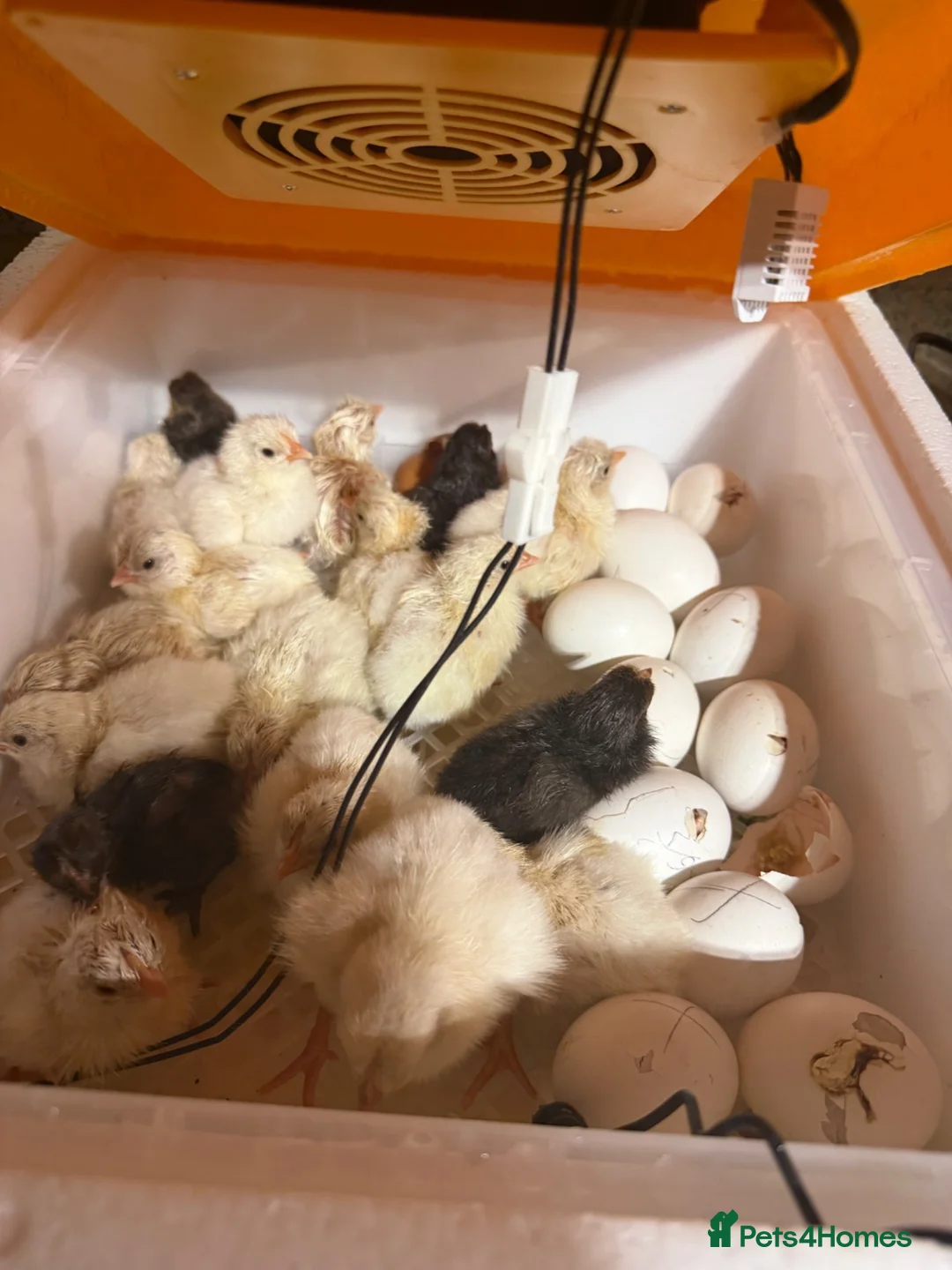 Mixed Breed poultry for sale: Day olds mixed white leghorn and Orpington  - Advert 11