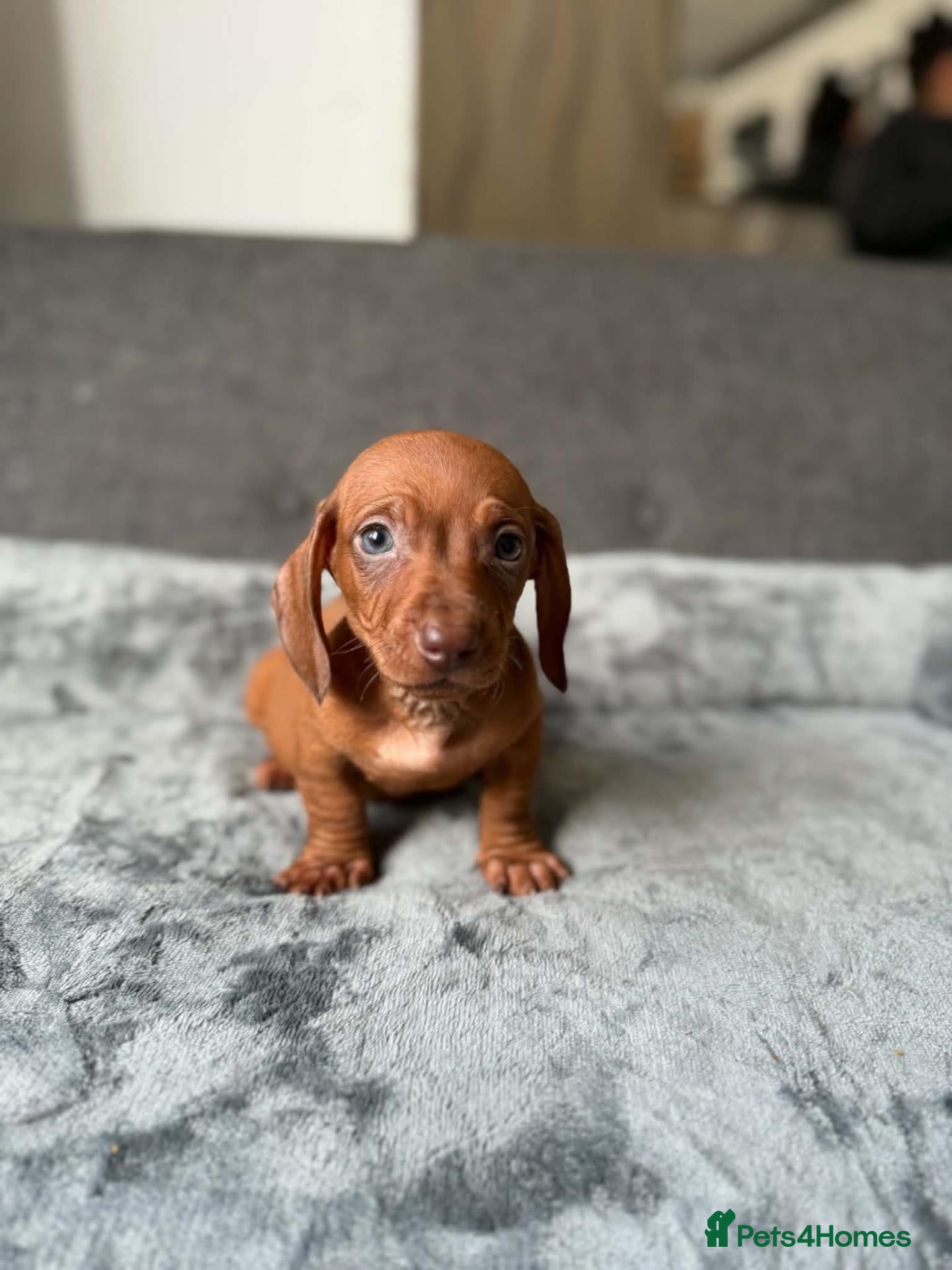 Dachshund dogs Miniature Dachshund  - Advert 16