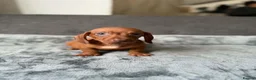 Dachshund dogs for sale: Miniature Dachshund  - Advert 15