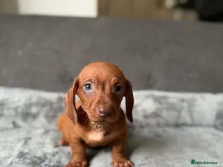 Dachshund dogs Miniature Dachshund - Advert 16