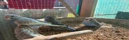 Budgerigars birds for sale: Budgies  in Worksop - Advert 7